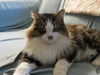 *Rocky - Cat