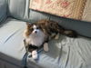 *Rocky - Cat