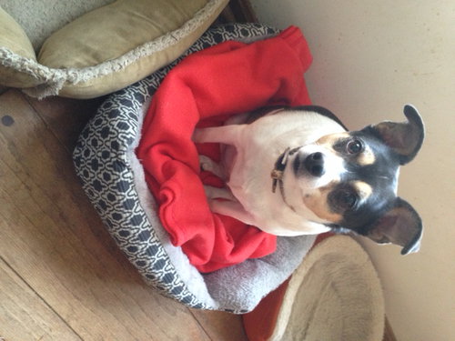 Molly