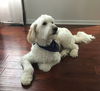 Marshall - Aussie-Doodle