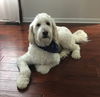 Marshall - Aussie-Doodle