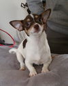 Brave - Chihuahua Puppy