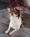 Brave - Chihuahua Puppy