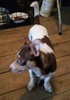 Brave - Chihuahua Puppy
