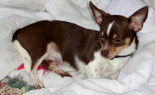Booboo Bear - Chihuahua Puppy