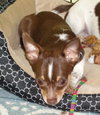 Booboo Bear - Chihuahua Puppy