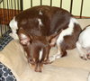 Booboo Bear - Chihuahua Puppy