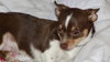 Booboo Bear - Chihuahua Puppy