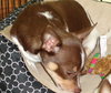Booboo Bear - Chihuahua Puppy