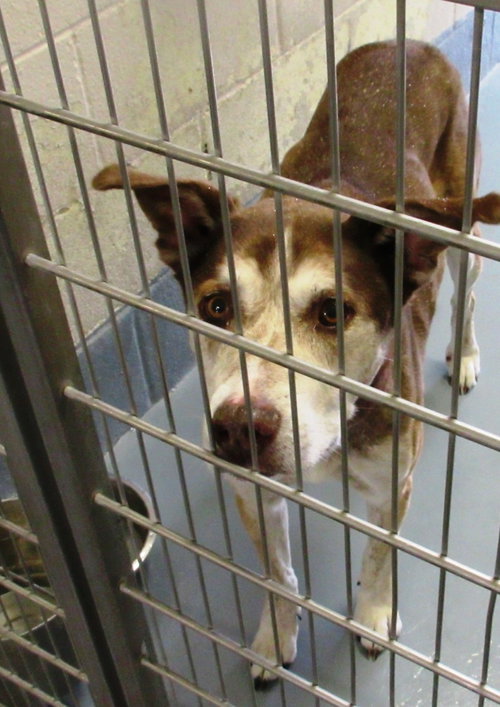 Pound Dog-Tinker Bell 146987