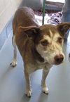 Pound Dog-Tinker Bell 146987
