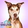 Pound Dog-Tinker Bell 146987