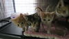 *Cheddar - Kitten (mom Sara)