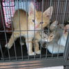 *Cheddar - Kitten (mom Sara)