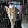 *Cheddar - Kitten (mom Sara)