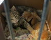 *Cheddar - Kitten (mom Sara)