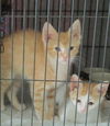 *Cheddar - Kitten (mom Sara)