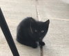Luna - kitten