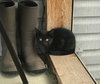 Luna - kitten