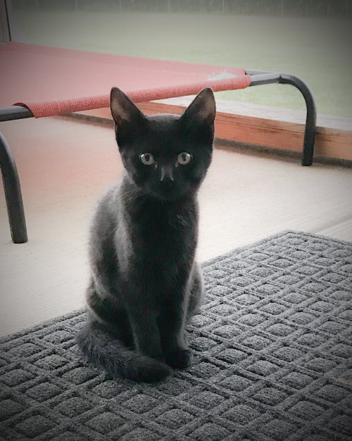 Luna - kitten
