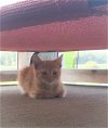 Oliver-kitten