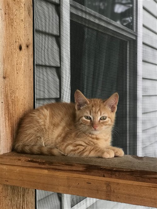 Oliver-kitten