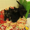*Cabriole Kitten 02