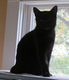* Caspian Kitten Teen