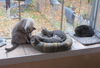 * Caspian Kitten Teen
