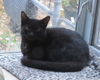 * Caspian Kitten Teen