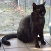 * Caspian Kitten Teen