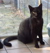 * Caspian Kitten Teen