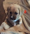 Sweet Baby James