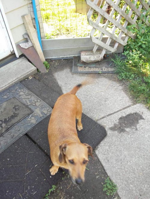 Female Dachshund