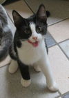 *Mixie - Kitten