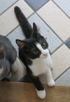 *Mixie - Kitten