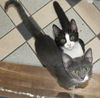 *James Kitten