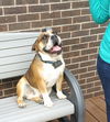 Duke - Courtesy Listing