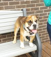 Duke - Courtesy Listing