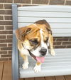 Duke - Courtesy Listing