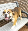 Duke - Courtesy Listing