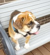 Duke - Courtesy Listing