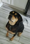 Boomer Boy - Courtesy Post