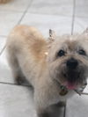 Bella - Senior Girl - Courtesy Listing