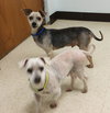 Tom & Jerry - Bonded Pair