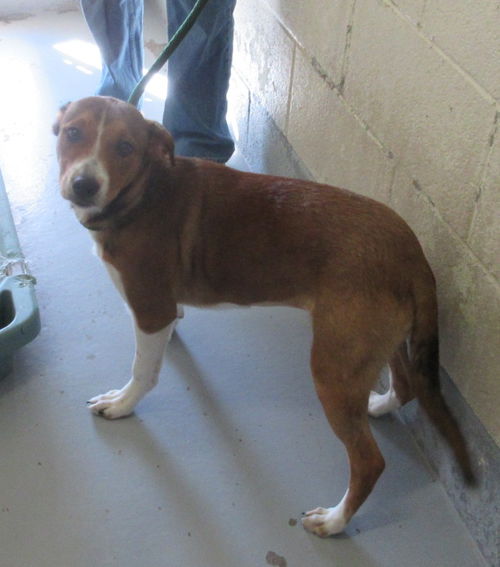 Pound Dog - Bella 149362