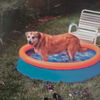 Skip-would like a home for the holidays!