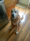 Skip-would like a home for the holidays!