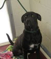 Pound Dog - Bailey 147448