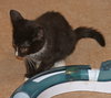 Star - Kitten